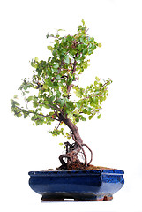 Image showing Bonsai tree