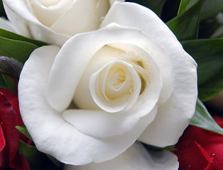 Image showing white rose