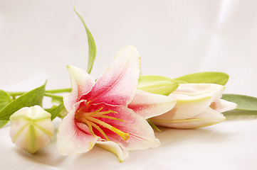 Image showing beautiful exotic lilly