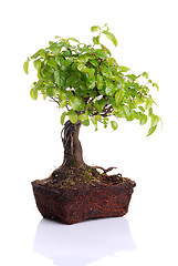 Image showing Bonsai tree