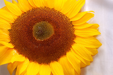 Image showing beautiful sunflower 