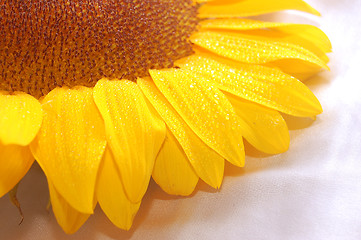 Image showing sunflower petals closeup