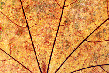 Image showing Autumn leaf background