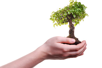 Image showing Hand holding a Bonsai tree