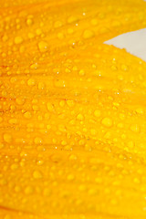 Image showing sunflower petals closeup