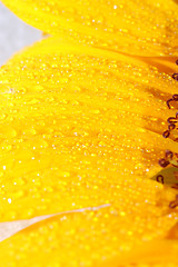 Image showing sunflower petals closeup