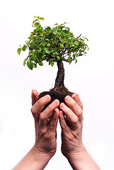 Image showing Hands holding a Bonsai tree