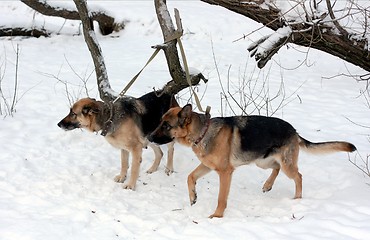 Image showing A pair of german shepherds