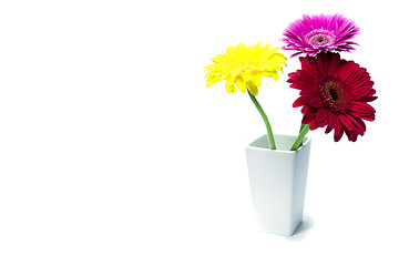 Image showing three gerber flowers