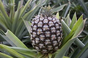 Image showing Pineapple