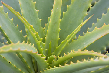 Image showing Aloe Vera