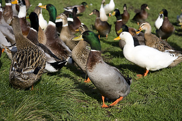 Image showing Ducks