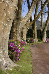 Image showing Big Trees