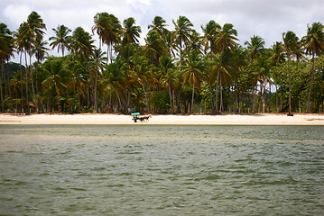 Image showing Horse coach in a tropical beach in Brazil 