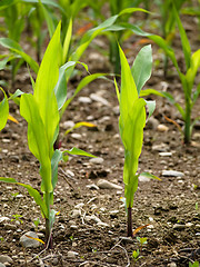 Image showing Young corn crops stalk