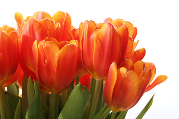 Image showing Red tulips