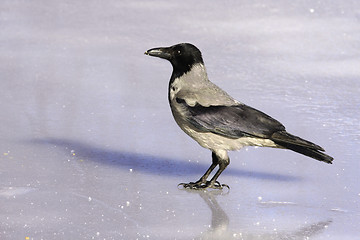 Image showing Hooded Crow. 