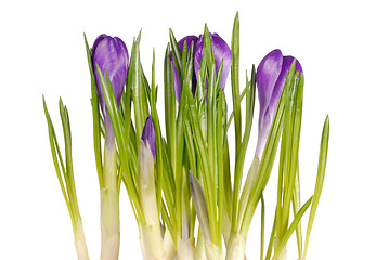 Image showing Crocuses