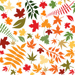 Image showing autumn leaves