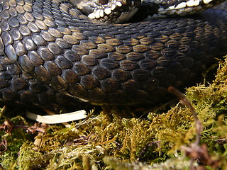 Image showing Detail Norwegian snake_25.04.2005