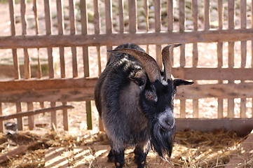 Image showing Goat