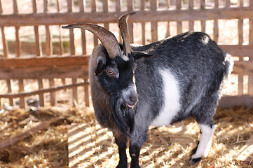 Image showing Goat