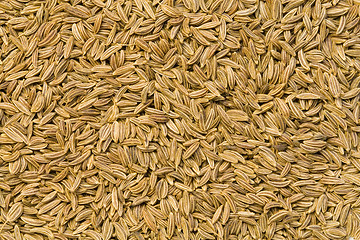 Image showing Caraway Seeds