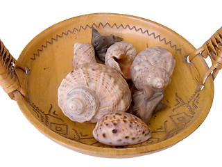 Image showing Shells