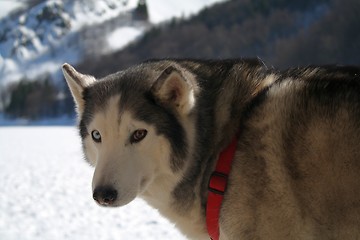 Image showing Siberian Husky