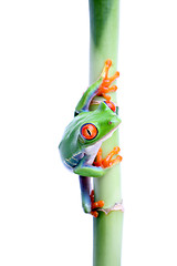 Image showing frog on bamboo isolated