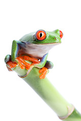 Image showing frog on bamboo