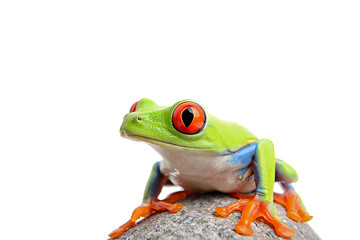 Image showing frog isolated on white