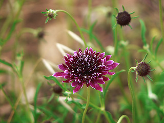 Image showing Wildflower