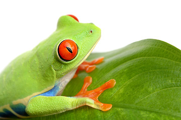 Image showing frog on a leaf isolated white