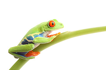 Image showing frog on stem isolated