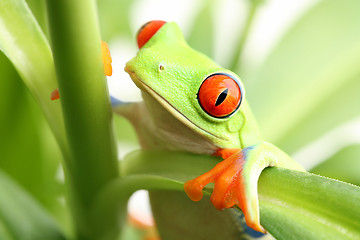 Image showing frog in a plant