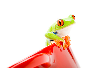 Image showing frog on a pot