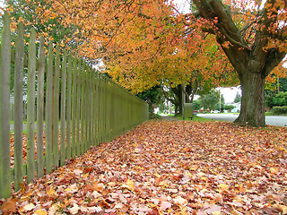 Image showing Autumn Stroll