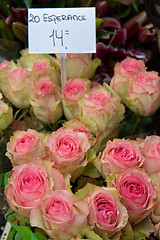 Image showing Amsterdam flower market