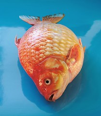 Image showing gold carp