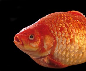 Image showing gold carp close up