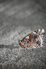 Image showing Pretty Butterfly