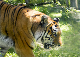 Image showing Tiger