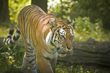 Image showing Tiger