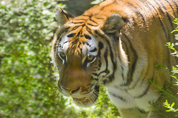 Image showing Tiger