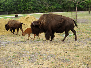 Image showing buffalo