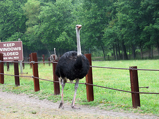 Image showing big emu