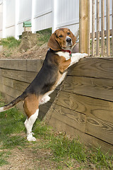 Image showing Beagle Pup