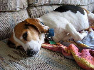 Image showing lazy beagle