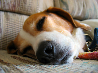 Image showing Sleepy Beagle